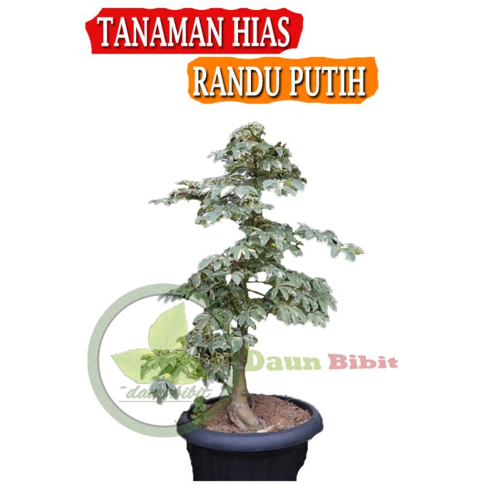 Bibit Randu Putih Varigata