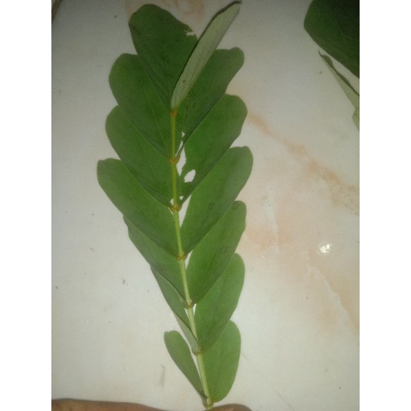 obat kulit herbal daun ketepeng sgala penyakit kulit