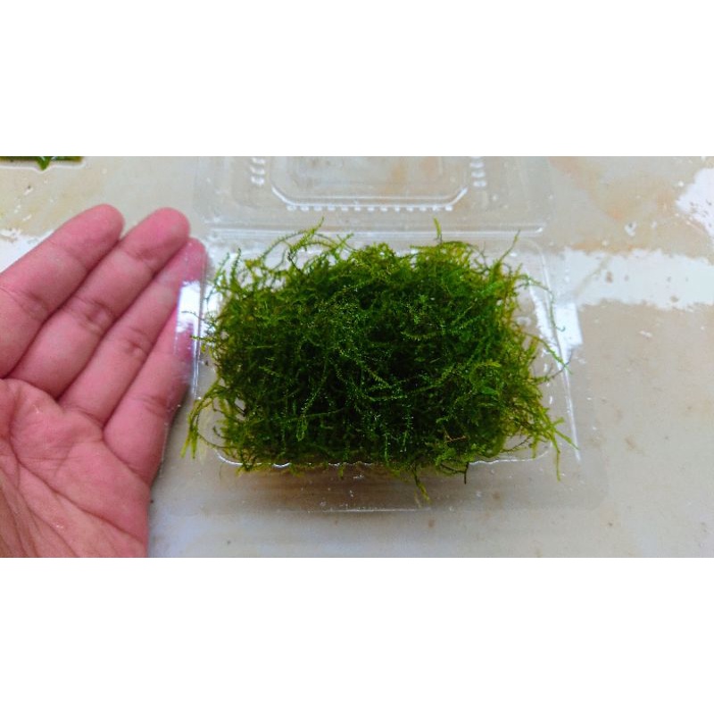 Java moss