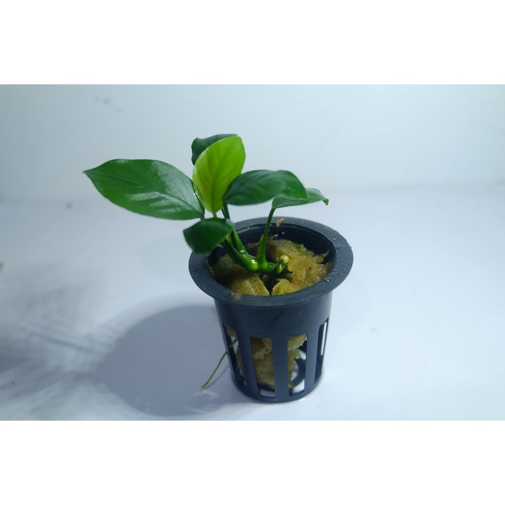 Anubias Nana Mini Longwavy - Tanaman Aquascape - Neon Aquatic