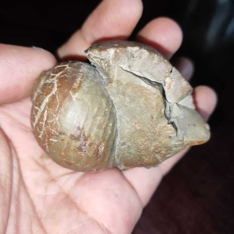 mustika fosil keong buntet alami