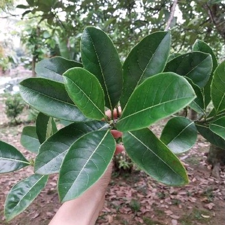 

Daun Nangka Segar Organik Non Pestisida