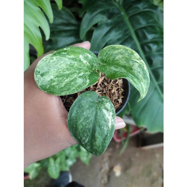 Tanaman Hias Scindapsus Exotica Silver Cloud Variegata