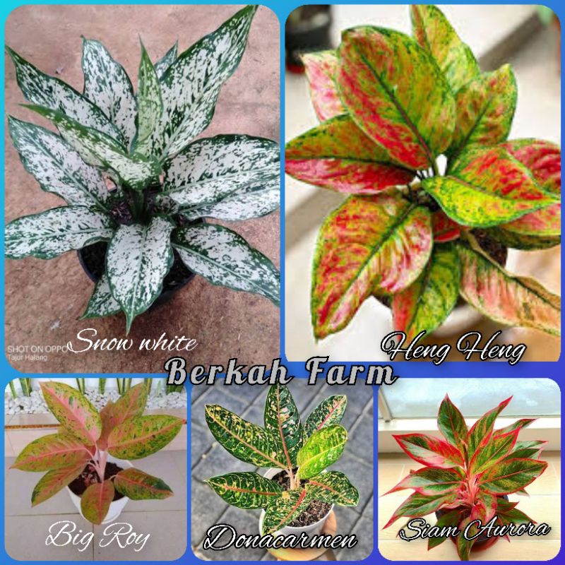 Aglonema Paket murah 5 jenis remaja dewasa