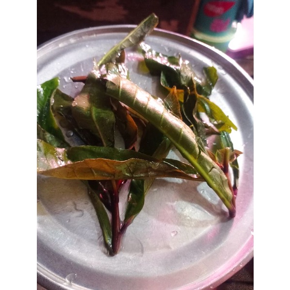 Lalapan Daun Putat 100 GR