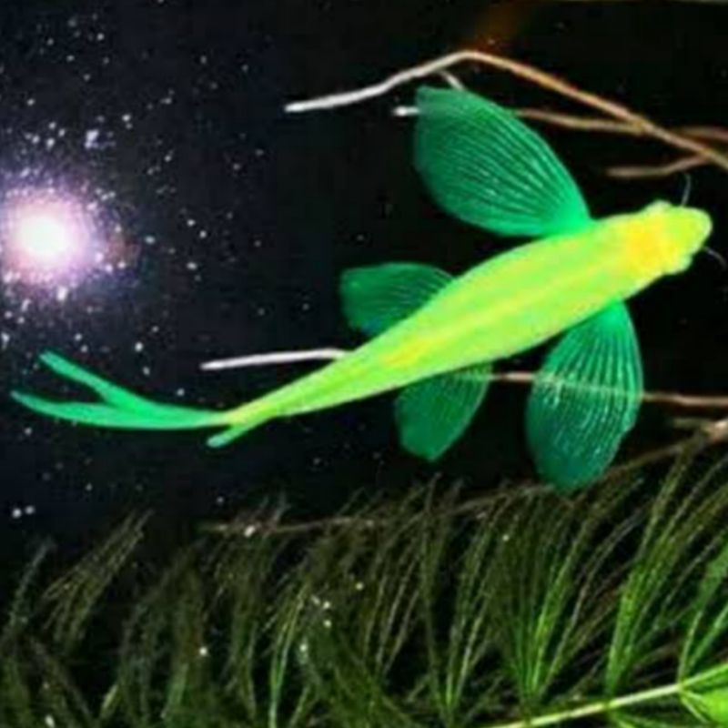 DANIO SLAYER WARNA TOP isi 10