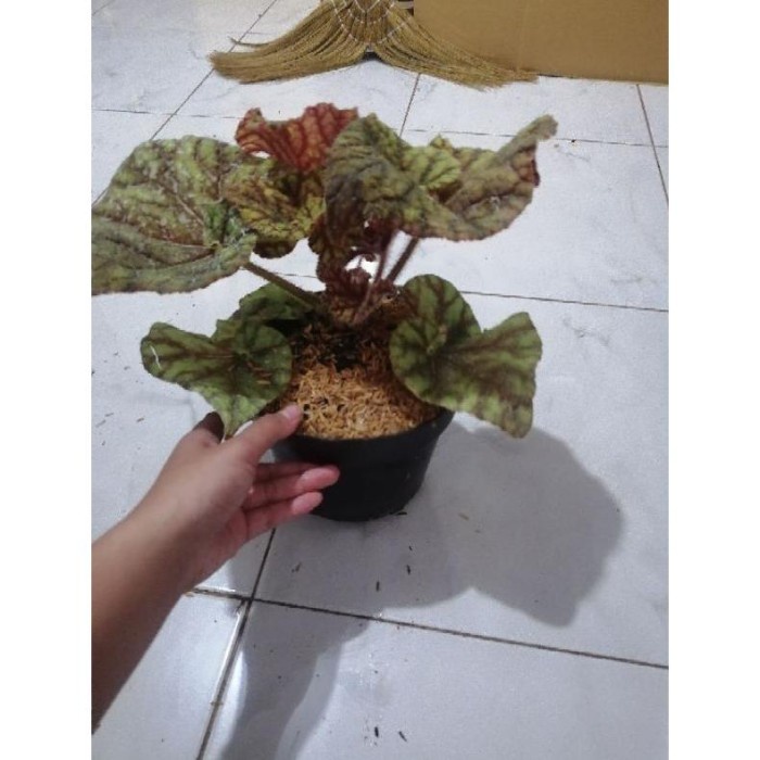 Must Have Tanaman Hias Begonia Keong Madu Jumbo Terbaru