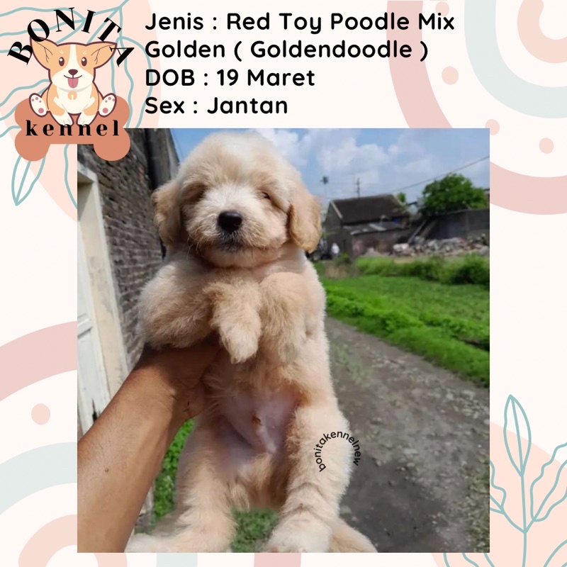 Golden Retriever Mix Red Toy Poodle Anakan Anjing Poodle Golden Goldendoodle