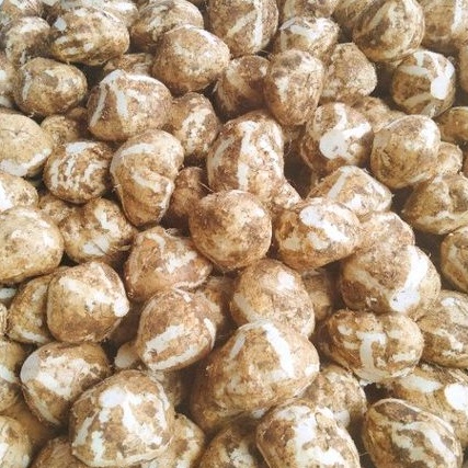 

BUAH BENGKOANG PER 1 KG