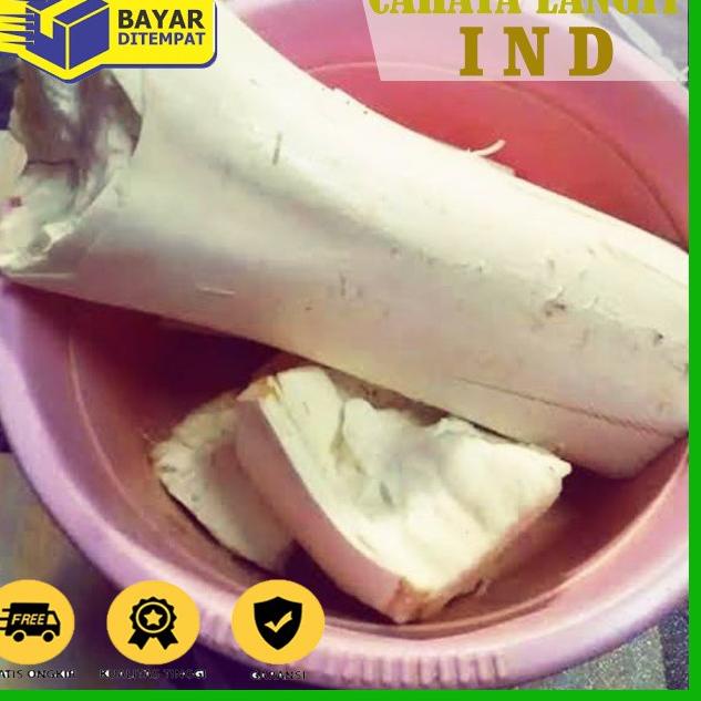 

PROMO✅⭐Humbut / Umbut Kelapa Fresh Utuh 1 Bonjor