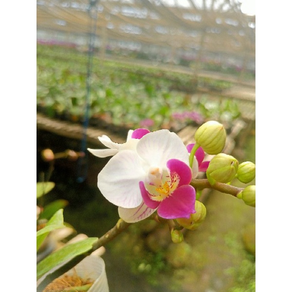 anggrek bulan dewasa mini putih lidah ungu double spike grade B halaenopsis hybrid taiwan murah cod