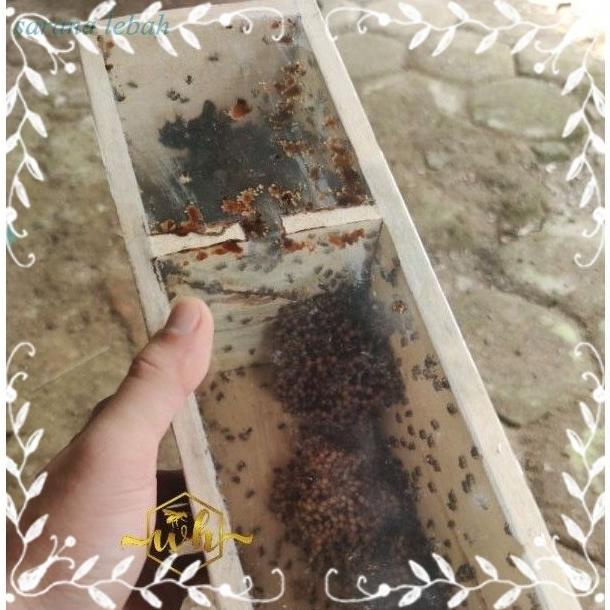 BOLEH DROPSHIP Sarang bibit lebah klanceng super stup medium - sl6