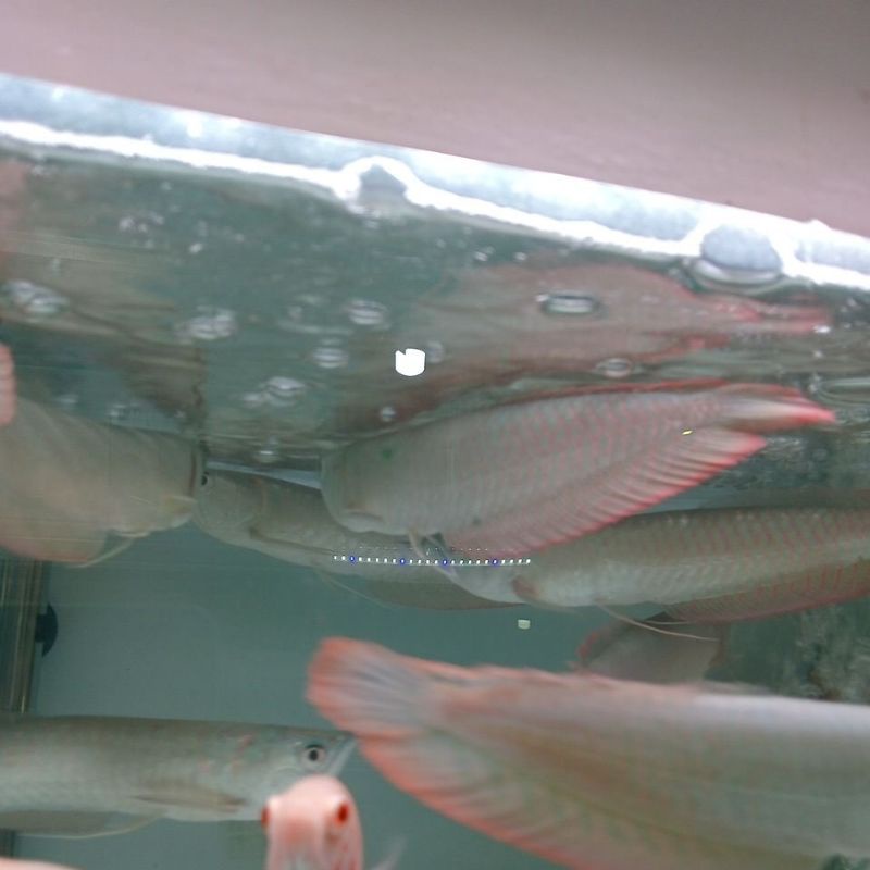 

Silver red 28cm serat merah