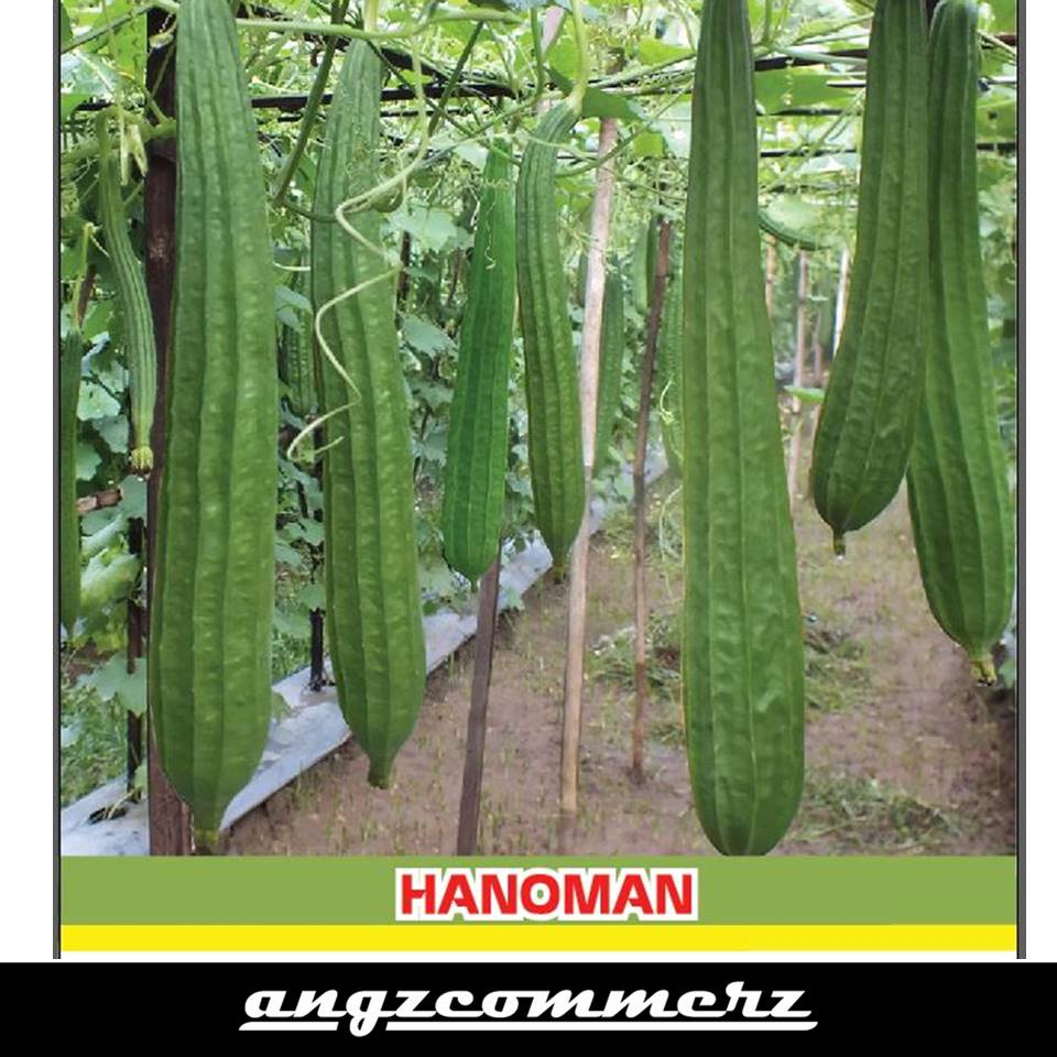 Benih Tanaman Bintang Asia Gambas Hanoman F1 2 gr