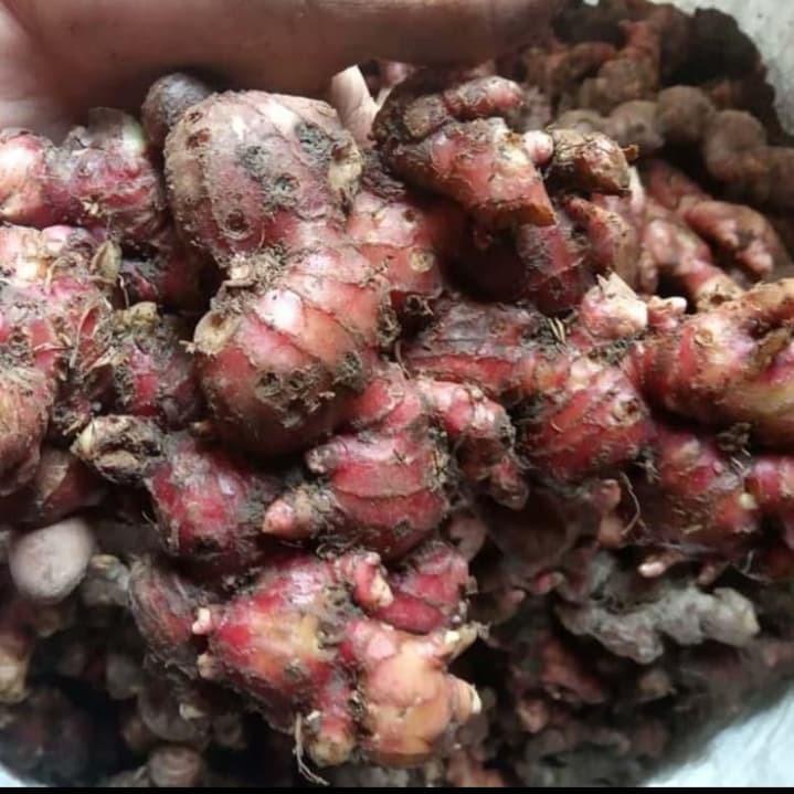 

JAHE MERAH EMPRIT FRESH 1KG [ TERLARIS BERKUALITAS ]