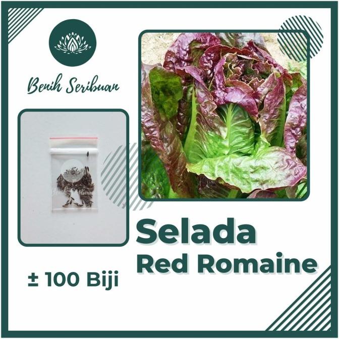 100 Benih Selada Red Romaine Merah Bibit Sayuran Lettuce Romain Super