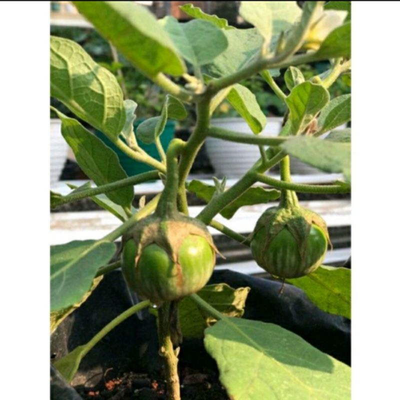 bibit pohon terong lalap terong hijau bulat