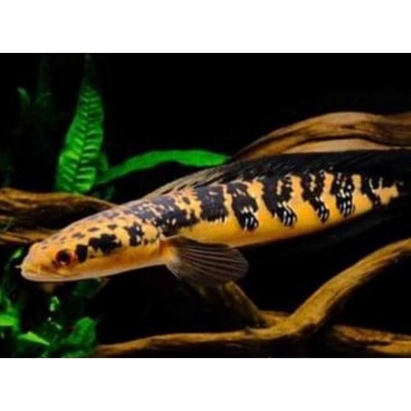 hiasan aquarium Channa maru Ys size 12-13cm &amp; 17-20cm
