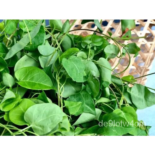 

Daun ดม- พ์Topi Benih BaruุBakteri เ็น7 ัGiongลTinggi dan TipisLaAMVN ธ Benih%GiangKualitas Tinggi S