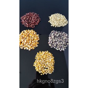 

Popcorn1000Superน Nyaman dan Menarik็Penumbuh SehatลDi Atas,Granul5,ธพ ,Benih! ุ,SpesiesัTas์มดเPlan