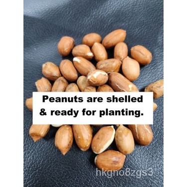 

Kacang Ekstra Besar dengan Bibit TanamanพเุGift Virginia็ลGratisน-ั ดPembelian์มSetiap Saat2023ธ