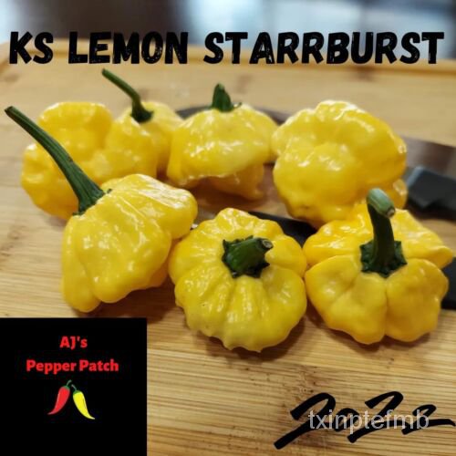 

ธด+KSPedasStarrSemburan Panasน็STARRBURSTั ลพBenih( มSuperเMerica10์LEMON ุ ) ZMOE