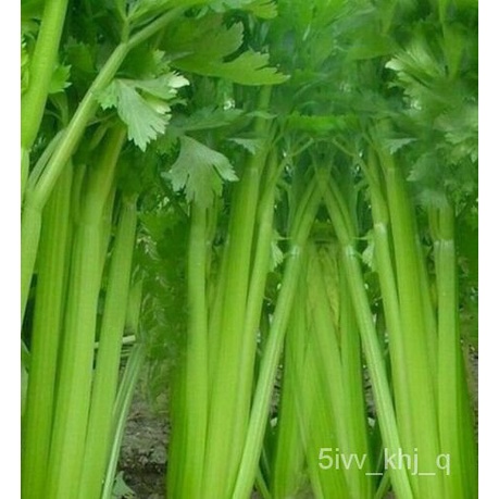 

SEEDS พ +ดSabunมัSayuranลPengiriman Gratisเ็Masak Tinggi1000Taman์ น ธCELERYุUTAH VAVA