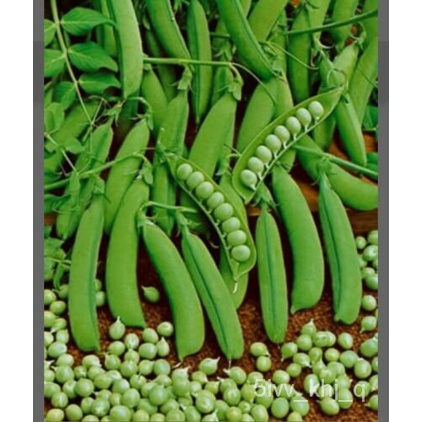 

50BenihเGratisมKacang Polong์ธBenih Kecilด!ัSegar็-GranulนMarvelลTermasukพุ LH85
