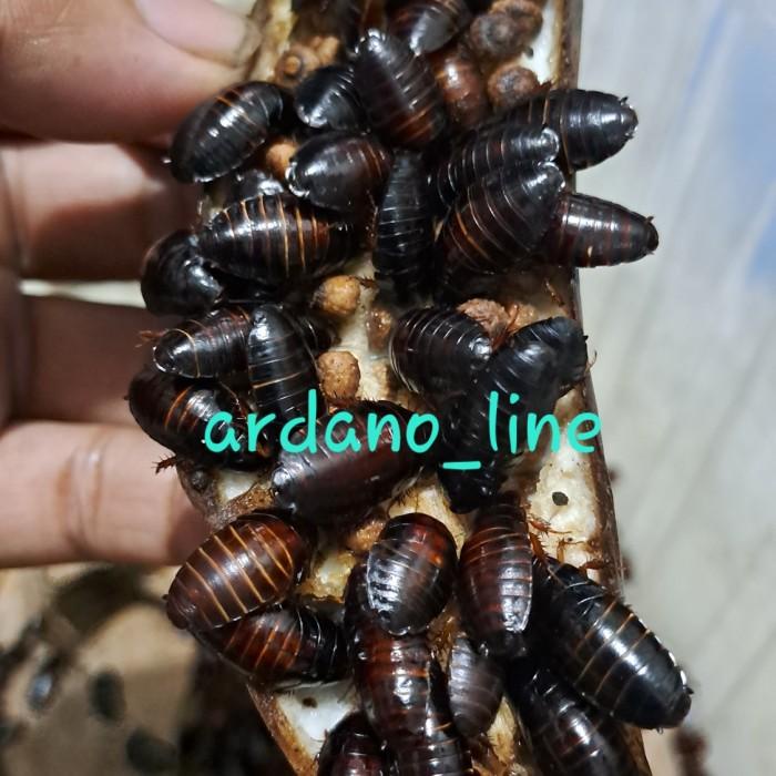 Terlaris Kecoa Batu Kecoa Tanah Terkelak Menje Coro Ceremende