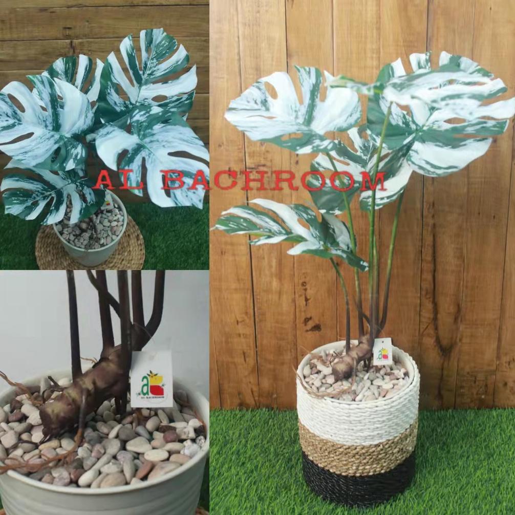 SATU PAKET RANGKAIAN TANAMAN MONSTERA VARIGATA ARTIFICIAL POT PIRUS DEKORASI RUMAH