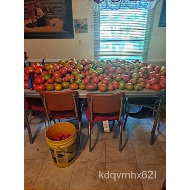 

Sayuranพ Selebritiุั ลOleh็น15ม Pencampuraninเ TomatthePenanaman Kebun Poppa์ดGarden Benih ธ GODD