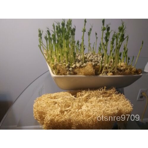 

เน400Makanan Anti KankerมMiniatur Kacang Hijauดัุพ็Pertumbuhan Benihธ์,ลDengan Medium ABZE