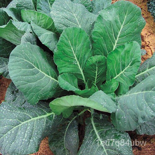 

น200ChampionCollardOleracea Kale AmerikaSeedsGreen มพKaleัุ) ์ ด เsธลBrassica็ (+Sayuran FZIA