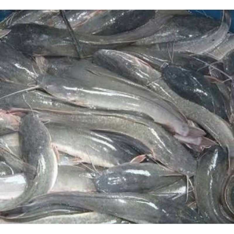 

[PALEMBANG] IKAN LELE 1KG - SAYUR BUAH IKAN SEGAR ONLINE PRETTY OLSHOP PALEMBANG