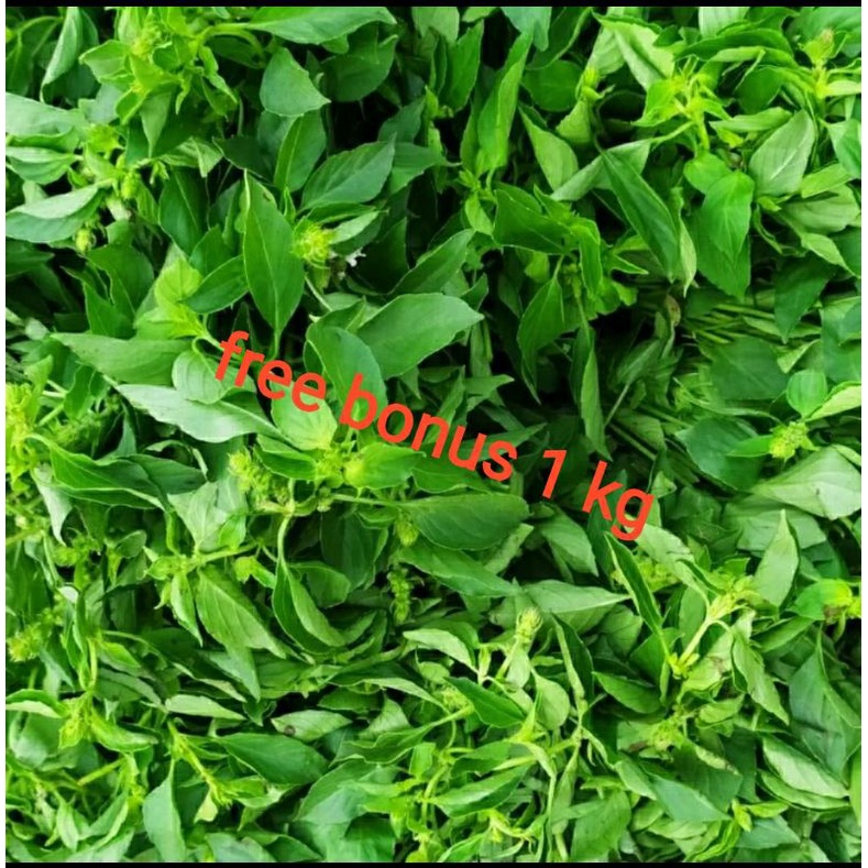 

daun kemangi per ikat + gratis bonus