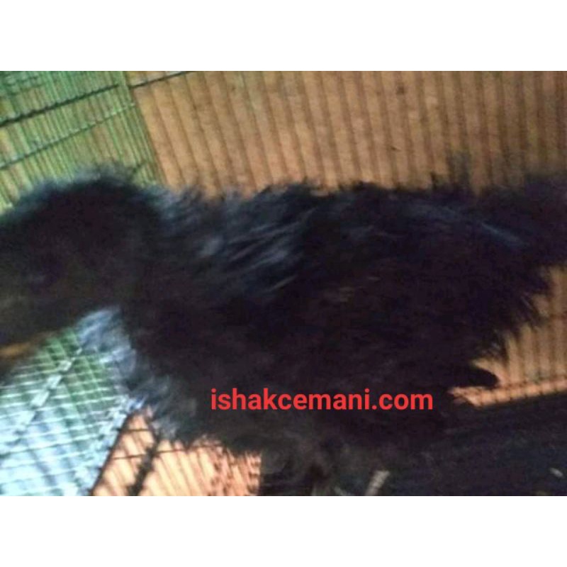 Ayam Cemani Walik Remaja Beli Jantan Gratis Betina  Wajib Baca Diskripsi