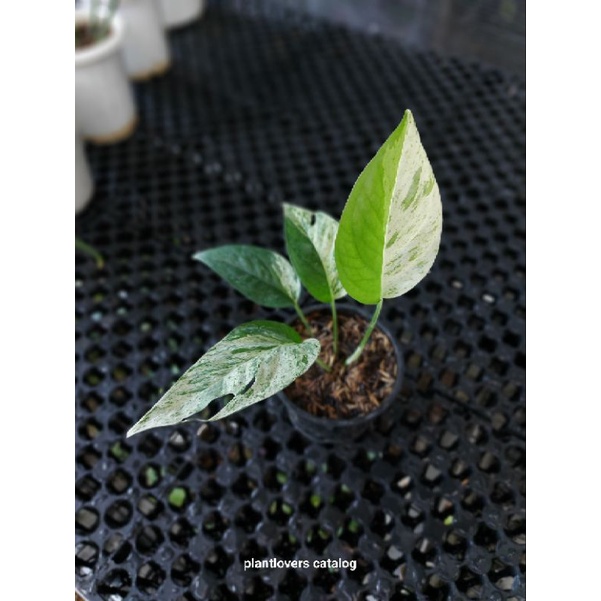 Epipremnum Marble Thai Variegata