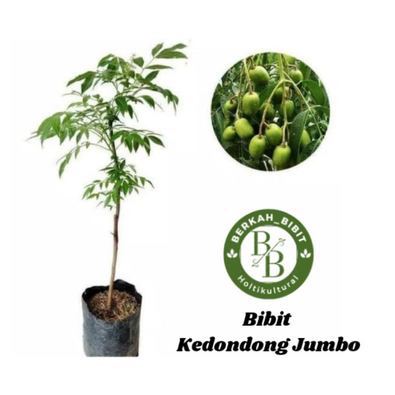 Bibit kedondong super jumbo
