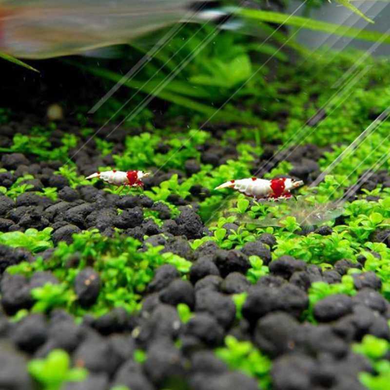 Bibit Rumput Air Dekorasi Aquarium Landscape Ornament 10g - H0027