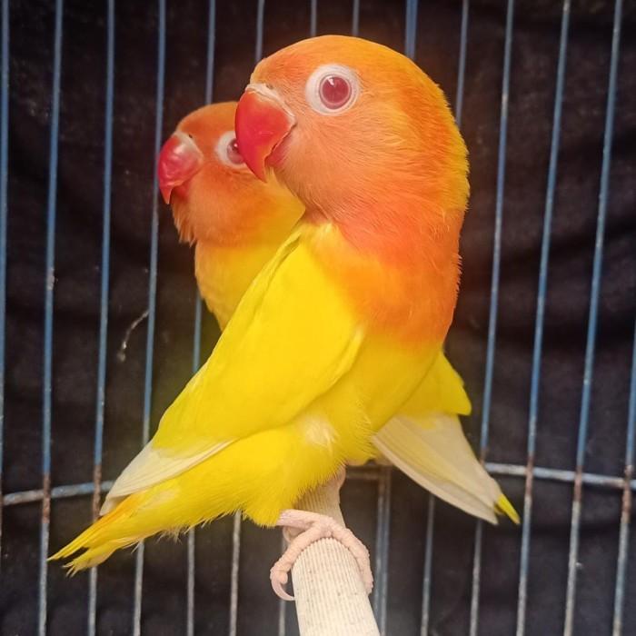 Best Seller Burung Love Bird Lutino Mata Merah