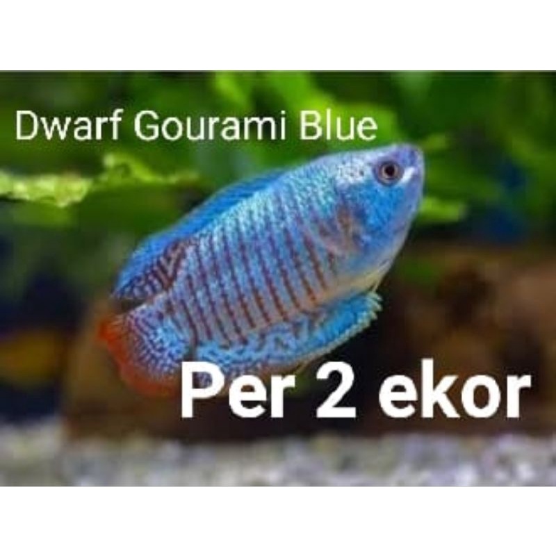 Dwarf gourami Blue, per 2 ekor ikan hias air tawar aquarium aquascape