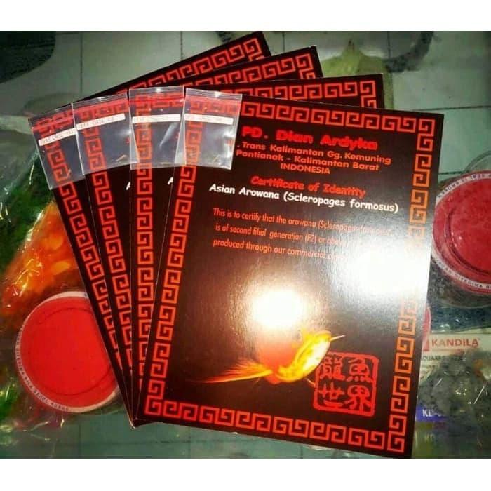 Sertifikat serti chip Arwana super red chili pepaya merah kalimantan m Best Seller