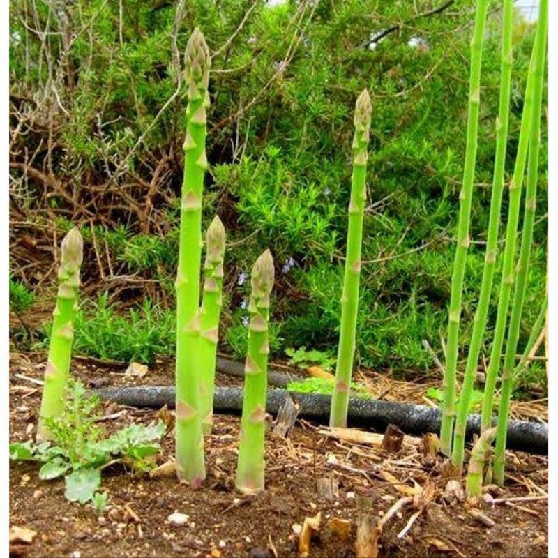 5 biji bibit/benih asparagus