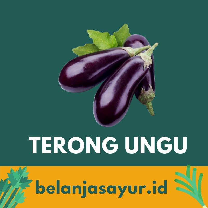 

TERONG UNGU
