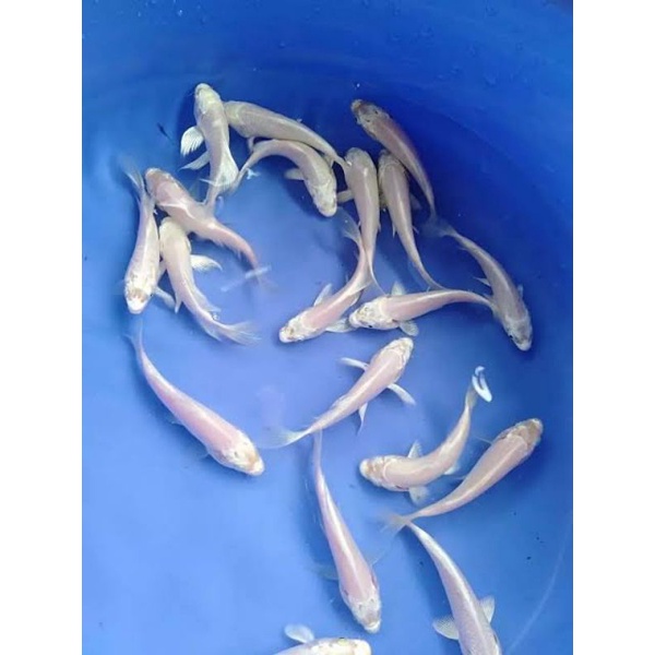 Platinum Kumpay Dan Non Slayer Bonus Pakan