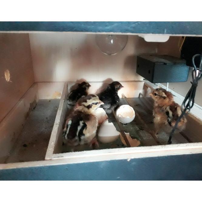 Mesin Tetas / Penetas Telur Full Otomatis Kap 30 Telor