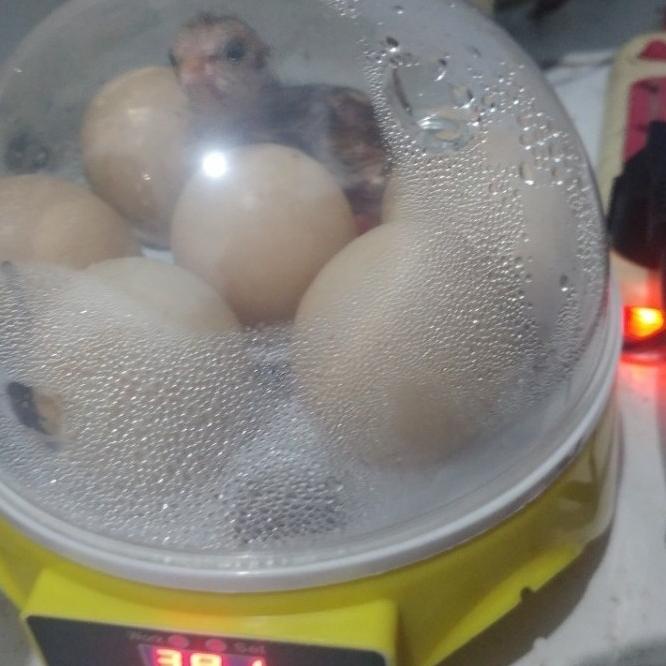 Inkubator Mini Mesin Penetas Telur Burung Ayam Merak Punyuh Unggas
