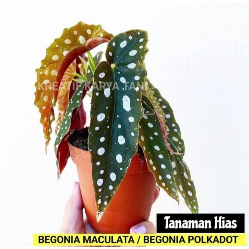 begonia polkadot - Tanaman begonia maculata polkadot