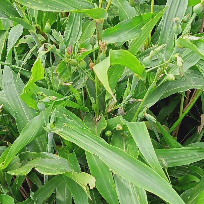 Bibit Tanaman Jali-Jali/ Jelai/ Hanjeli uru01