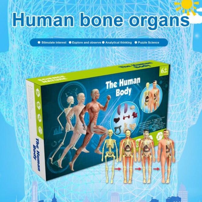Kerangka Manusia Model Alat Peraga Edukatif Torso Anatomi Tubuh